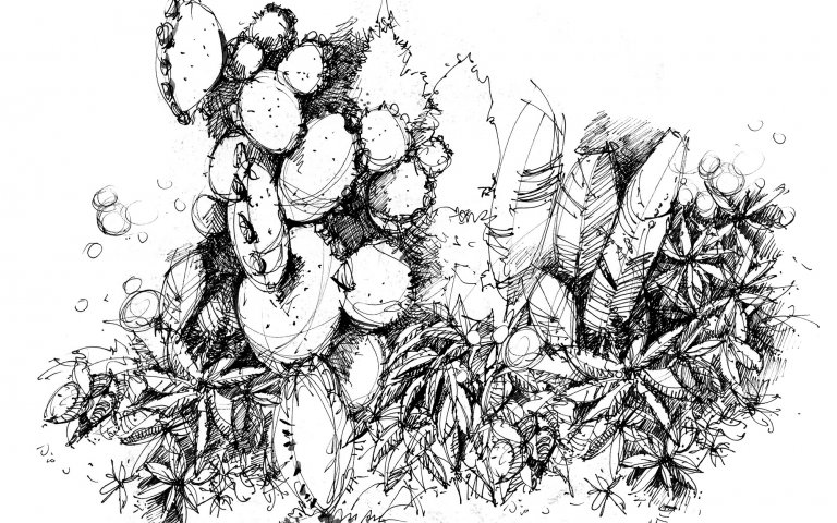 Botanische_Skizze1